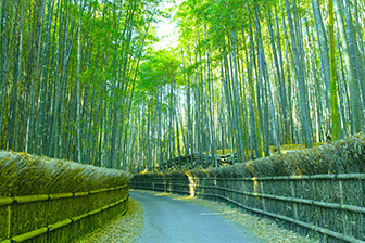 竹林の小径（ちくりんのこみち）