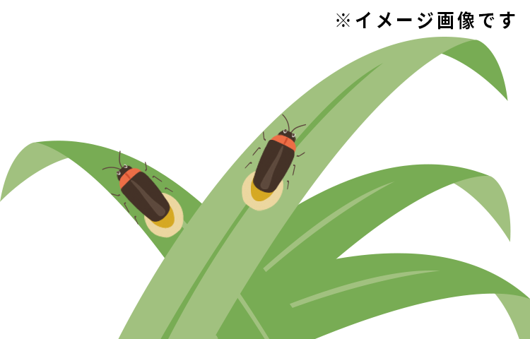 久米島ホタル館