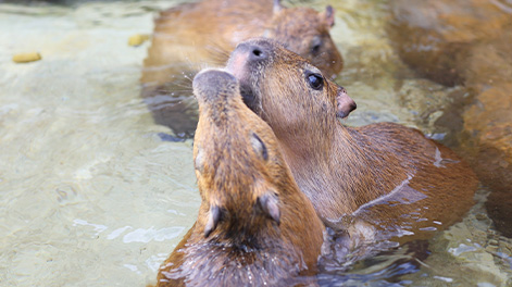栃木県の観光スポット1