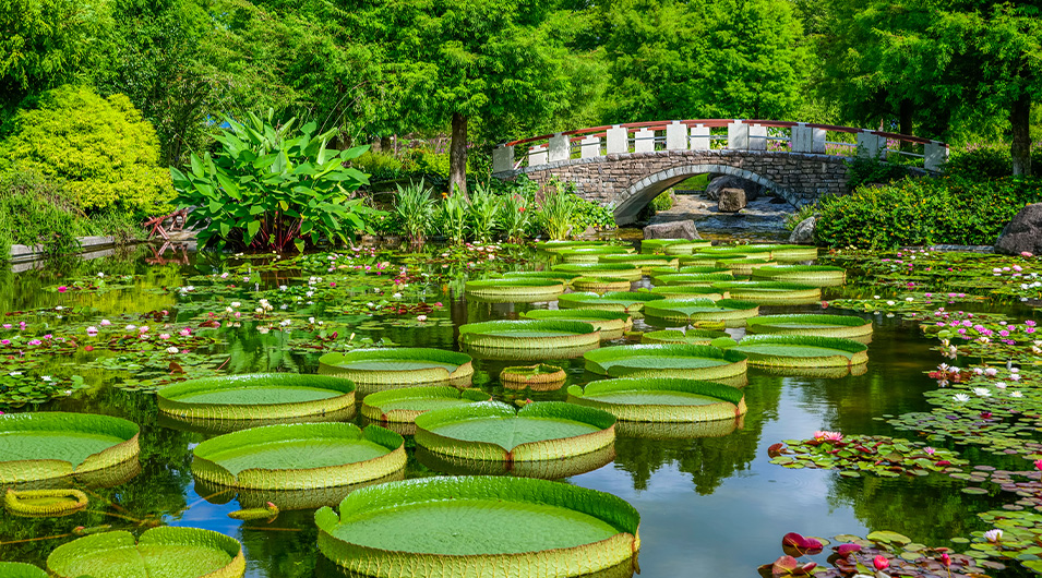 水生植物公園みずの森