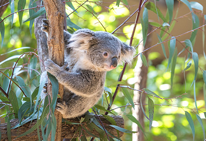 イングランドの丘