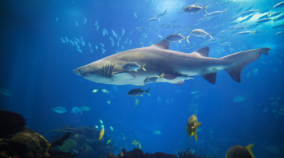 アクアワールド茨城県大洗水族館