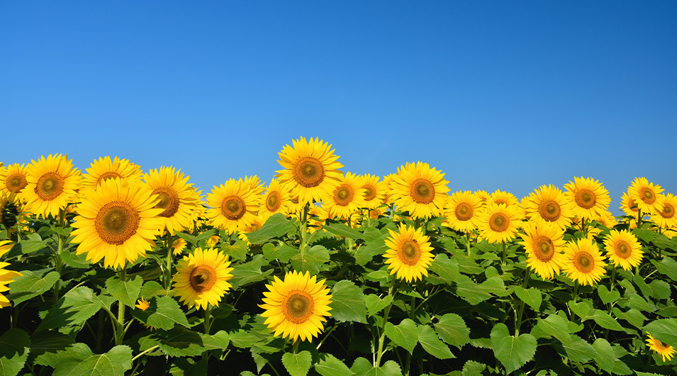 明野のひまわり畑