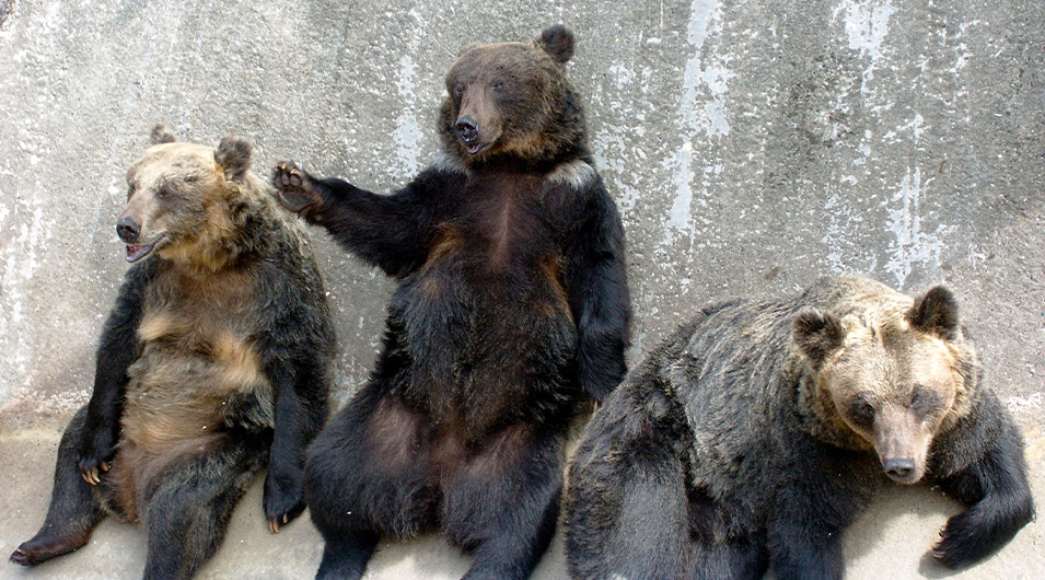 阿蘇カドリー・ドミニオン