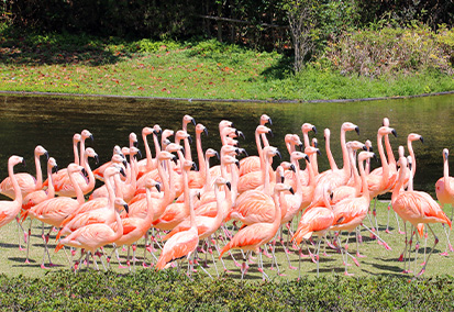 宮崎市フェニックス自然動物園