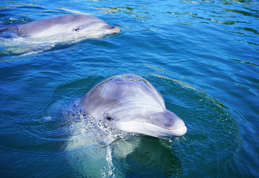 ドルフィンファームしまなみ