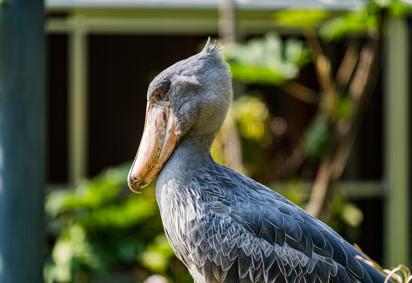高知県立のいち動物公園