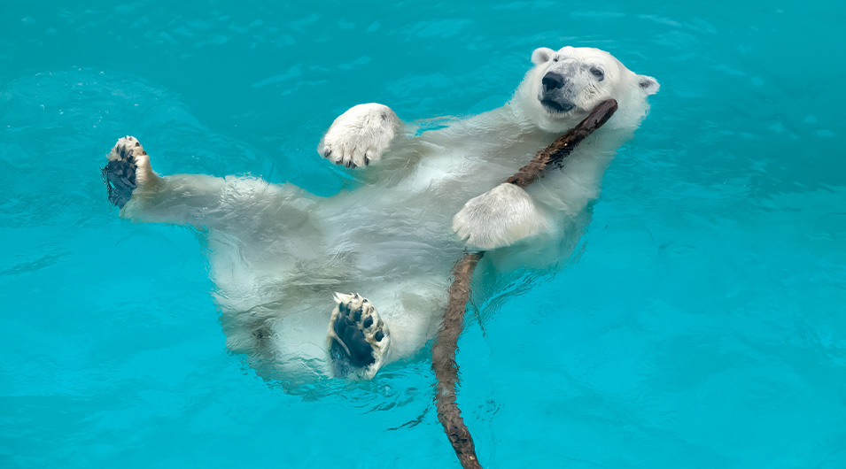 男鹿水族館GAOのホッキョクグマ