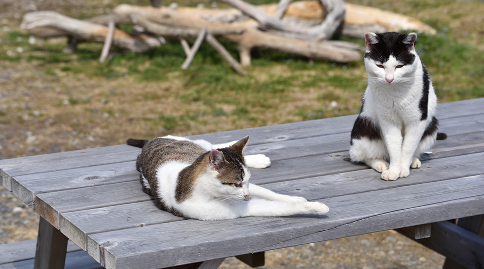 田代島の猫たち