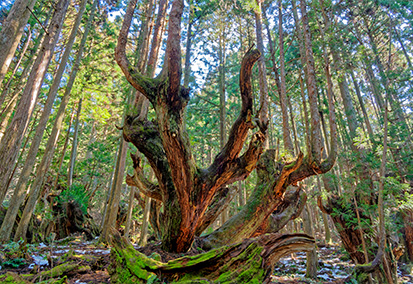 21世紀の森公園